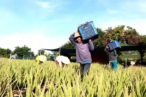 nộng trại nha đam