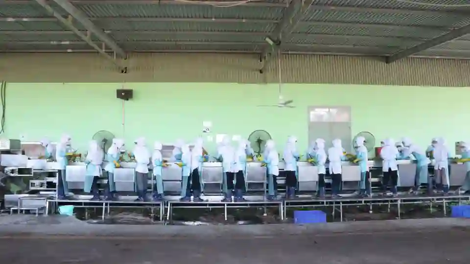 nhà máy sản xuất nha đam