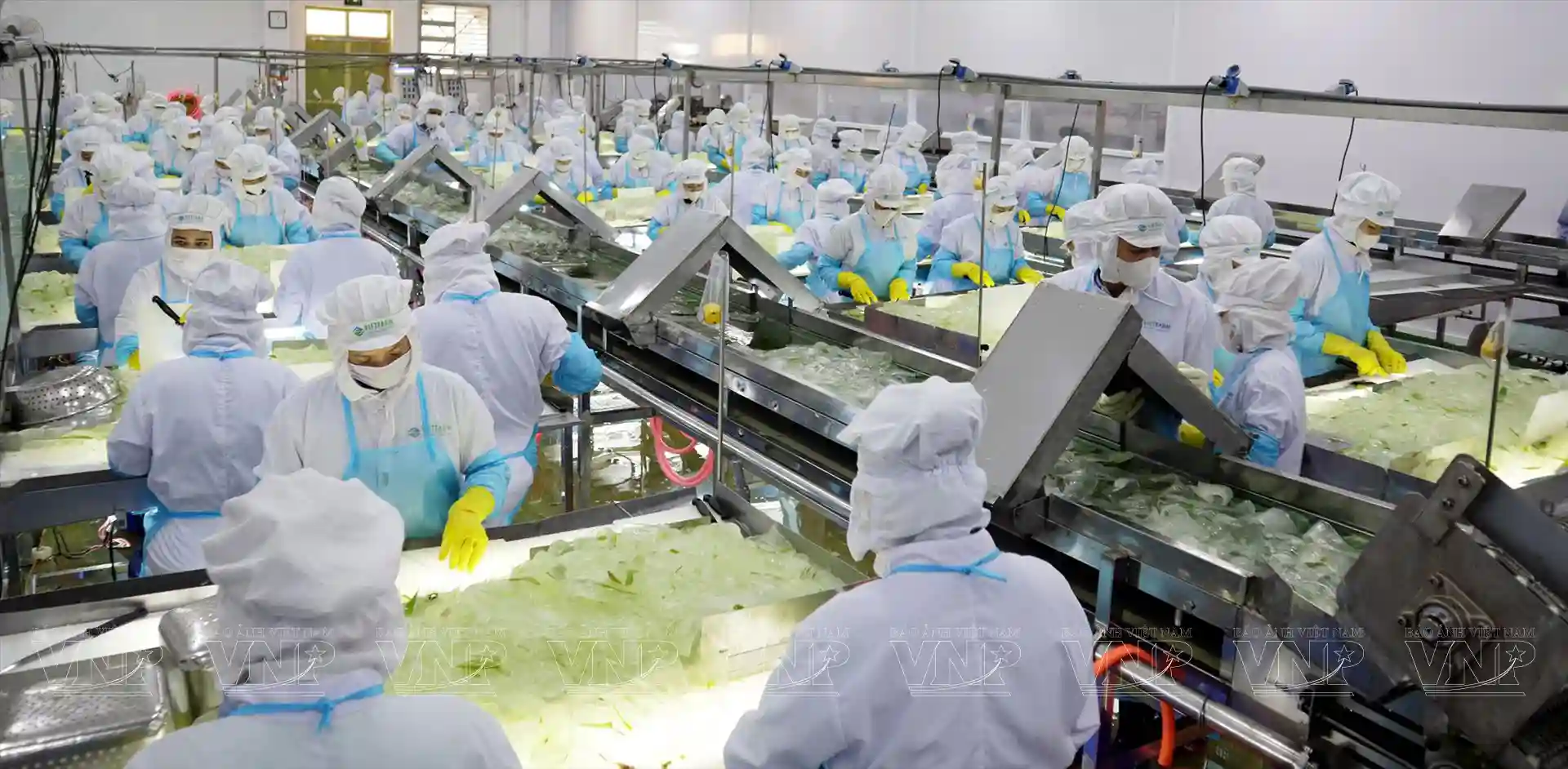 nhà máy sản xuất nha đam